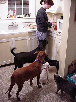 EraPhernalia Vintage dog kitchen.jpg